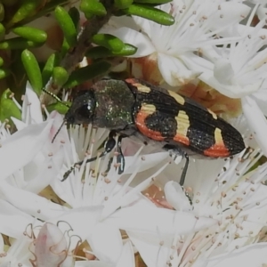 Castiarina sexplagiata at Tennent, ACT - 28 Nov 2022 01:28 PM