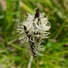 Carex gaudichaudiana (Fen Sedge) at Paddys River, ACT - 28 Nov 2022 by RobG1