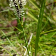 Carex gaudichaudiana at Paddys River, ACT - 28 Nov 2022