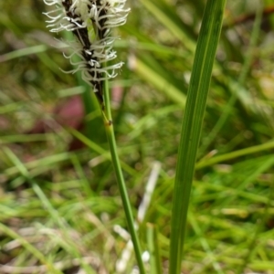 Carex gaudichaudiana at Paddys River, ACT - 28 Nov 2022 01:43 PM