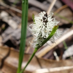 Carex gaudichaudiana at Paddys River, ACT - 28 Nov 2022