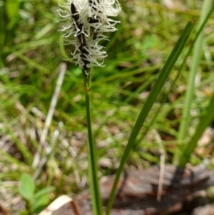 Carex gaudichaudiana at Paddys River, ACT - 28 Nov 2022 01:43 PM