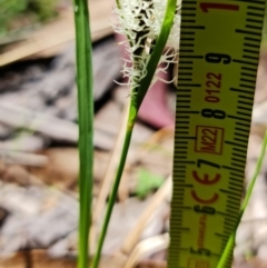 Carex gaudichaudiana at Paddys River, ACT - 28 Nov 2022 01:43 PM