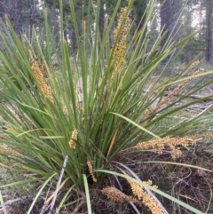 Lomandra longifolia (Spiny-headed Mat-rush, Honey Reed) at Kowen, ACT - 28 Nov 2022 by Komidar