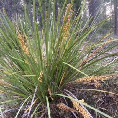 Lomandra longifolia (Spiny-headed Mat-rush, Honey Reed) at Kowen, ACT - 28 Nov 2022 by Komidar