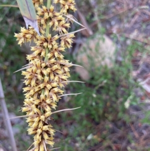 Lomandra longifolia at Kowen, ACT - 28 Nov 2022