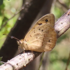 Heteronympha merope (Common Brown Butterfly) at Hall, ACT - 28 Nov 2022 by MatthewFrawley