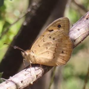 Heteronympha merope at Hall, ACT - 28 Nov 2022