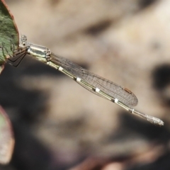 Austrolestes leda (Wandering Ringtail) at Tennent, ACT - 28 Nov 2022 by JohnBundock
