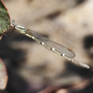 Austrolestes leda at Tennent, ACT - 28 Nov 2022