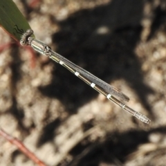 Austrolestes leda at Tennent, ACT - 28 Nov 2022 01:34 PM