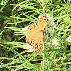 Heteronympha merope (Common Brown Butterfly) at Stromlo, ACT - 27 Nov 2022 by JimL