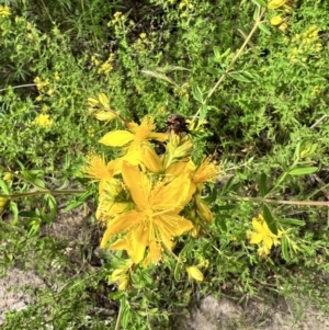 Ecnolagria grandis at Stromlo, ACT - 27 Nov 2022