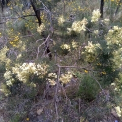 Acacia mearnsii (Black Wattle) at Cooma, NSW - 28 Nov 2022 by mahargiani