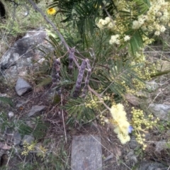 Acacia mearnsii at Cooma, NSW - 28 Nov 2022