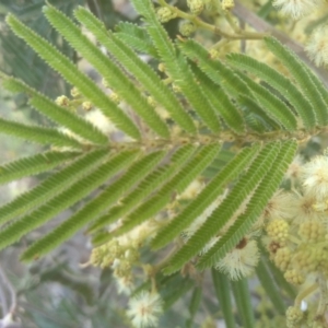 Acacia mearnsii at Cooma, NSW - 28 Nov 2022 01:49 PM