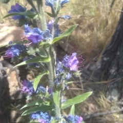 Echium vulgare (Vipers Bugloss) at Cooma, NSW - 28 Nov 2022 by mahargiani