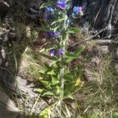 Echium vulgare at Cooma, NSW - 28 Nov 2022 01:51 PM