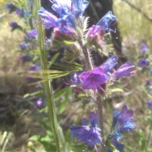 Echium vulgare at Cooma, NSW - 28 Nov 2022 01:51 PM