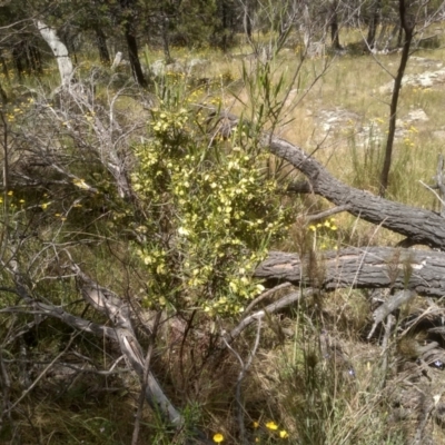 Dodonaea viscosa (Hop Bush) at Cooma, NSW - 28 Nov 2022 by mahargiani