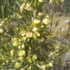 Dodonaea viscosa at Cooma, NSW - 28 Nov 2022 01:51 PM