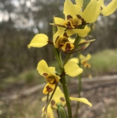 Diuris sulphurea (Tiger Orchid) at Corrowong, NSW - 27 Nov 2022 by BlackFlat