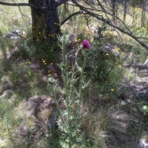 Carduus nutans at Cooma, NSW - 28 Nov 2022 01:53 PM