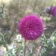 Carduus nutans at Cooma, NSW - 28 Nov 2022 01:53 PM