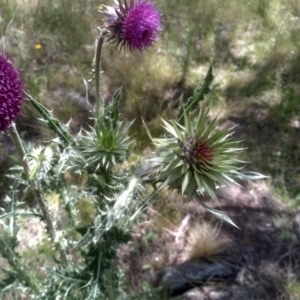 Carduus nutans at Cooma, NSW - 28 Nov 2022 01:53 PM