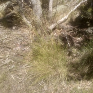 Rytidosperma pallidum at Cooma, NSW - 28 Nov 2022 02:24 PM