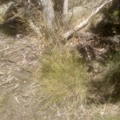 Rytidosperma pallidum (Red-anther Wallaby Grass) at Cooma, NSW - 28 Nov 2022 by mahargiani