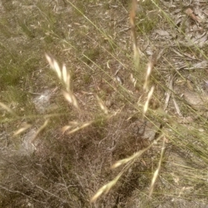 Rytidosperma pallidum at Cooma, NSW - 28 Nov 2022 02:24 PM