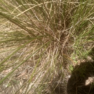 Rytidosperma pallidum at Cooma, NSW - 28 Nov 2022 02:24 PM