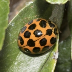 Harmonia conformis (Common Spotted Ladybird) at Holt, ACT - 28 Nov 2022 by AlisonMilton