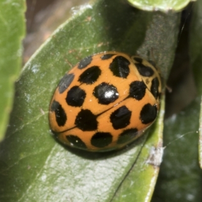Harmonia conformis (Common Spotted Ladybird) at Holt, ACT - 27 Nov 2022 by AlisonMilton
