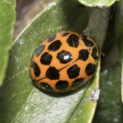 Harmonia conformis (Common Spotted Ladybird) at Holt, ACT - 28 Nov 2022 by AlisonMilton