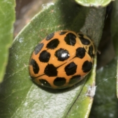 Harmonia conformis (Common Spotted Ladybird) at Holt, ACT - 27 Nov 2022 by AlisonMilton