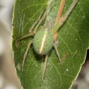 Araneus psittacinus at Holt, ACT - 28 Nov 2022