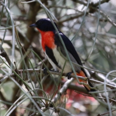 Dicaeum hirundinaceum (Mistletoebird) at Pine Island to Point Hut - 28 Nov 2022 by RodDeb