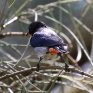 Dicaeum hirundinaceum at Greenway, ACT - 28 Nov 2022