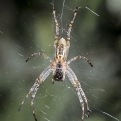 Plebs bradleyi (Enamelled spider) at Higgins, ACT - 27 Nov 2022 by AlisonMilton