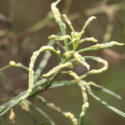 Unidentified Insect at O'Connor, ACT - 19 Nov 2022 by ConBoekel