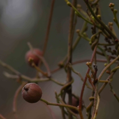 Cassytha pubescens (Devil's Twine) at O'Connor, ACT - 19 Nov 2022 by ConBoekel