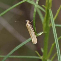 Philobota mathematica group undescribed species. (A concealer moth) at O'Connor, ACT - 19 Nov 2022 by ConBoekel