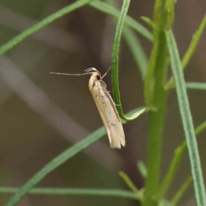 Philobota mathematica group undescribed species. at O'Connor, ACT - 19 Nov 2022 02:35 PM