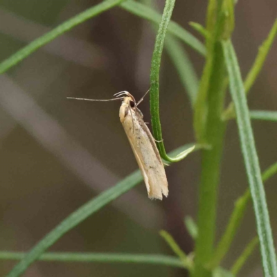 Philobota mathematica group undescribed species. (A concealer moth) at Dryandra St Woodland - 19 Nov 2022 by ConBoekel