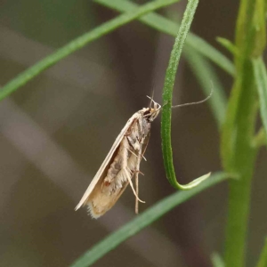 Philobota mathematica group undescribed species. at O'Connor, ACT - 19 Nov 2022