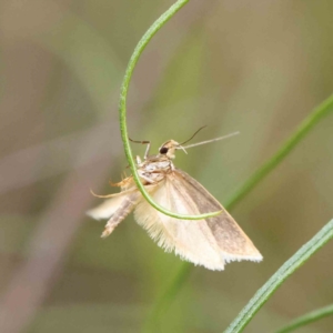 Philobota mathematica group undescribed species. at O'Connor, ACT - 19 Nov 2022 02:35 PM