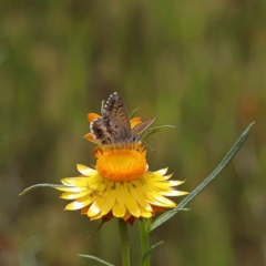 Neolucia agricola (Fringed Heath-blue) at Dryandra St Woodland - 19 Nov 2022 by ConBoekel