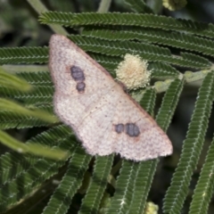 Epicyme rubropunctaria (Red-spotted Delicate) at Holt, ACT - 28 Nov 2022 by AlisonMilton